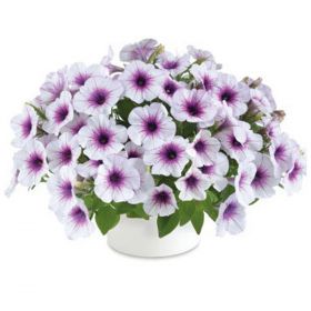 ПЕТУНИЯ Capella Purple Veins