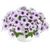 ПЕТУНИЯ Capella Purple Veins