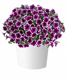 ПЕТУНИЯ Capella Rim Raspberry