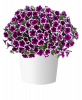 ПЕТУНИЯ Capella Rim Raspberry