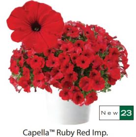 ПЕТУНИЯ Capella Ruby Red Imp.
