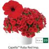 ПЕТУНИЯ Capella Ruby Red Imp.