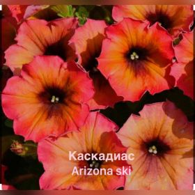 ПЕТУНИЯ Cascadias Arizona Sky