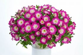 ПЕТУНИЯ Cascadias Fantasy Hot Pink Imp.