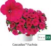 ПЕТУНИЯ Cascadias Fuchsia