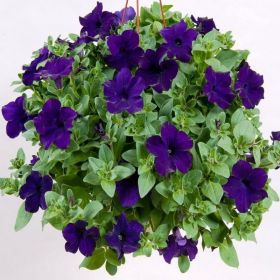 ПЕТУНИЯ Cascadias Indigo
