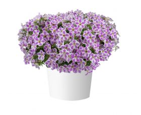 ПЕТУНИЯ Cascadias Lilac Frost