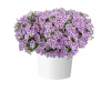 ПЕТУНИЯ Cascadias Lilac Frost