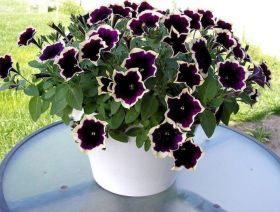 ПЕТУНИЯ Cascadias Rim Magenta