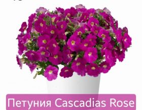ПЕТУНИЯ Cascadias Rose