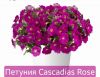 ПЕТУНИЯ Cascadias Rose