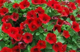 ПЕТУНИЯ Littletunia Bright Red