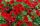 ПЕТУНИЯ Littletunia Bright Red
