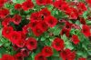 ПЕТУНИЯ Littletunia Bright Red