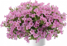 ПЕТУНИЯ Littletunia Pink
