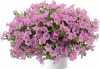 ПЕТУНИЯ Littletunia Pink