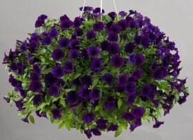 ПЕТУНИЯ Littletunia Purple Blue