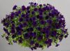 ПЕТУНИЯ Littletunia Purple Blue