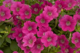 ПЕТУНИЯ Littletunia Rose