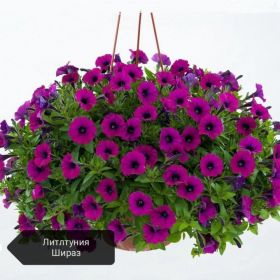 ПЕТУНИЯ Littletunia Shiraz