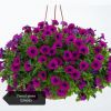 ПЕТУНИЯ Littletunia Shiraz