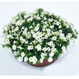 ПЕТУНИЯ Littletunia White Grace