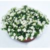 ПЕТУНИЯ Littletunia White Grace