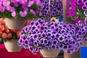 ПЕТУНИЯ Ray Purple Vein