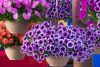 ПЕТУНИЯ Ray Purple Vein