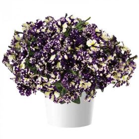ПЕТУНИЯ Splash Dance Violet Vogue