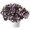 ПЕТУНИЯ Splash Dance Violet Vogue