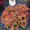 Немезия Nesia Tropical