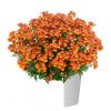 Немезия Nesia Tangerine