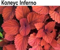 Колеус Inferno