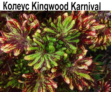 Колеус Kingwood Karnival