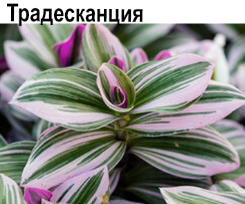 Традесканция Триколор