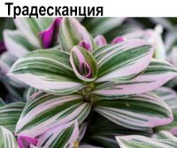 Традесканция Триколор