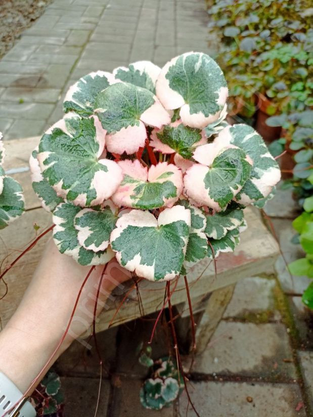 Камнеломка Триколор «Tricolor»