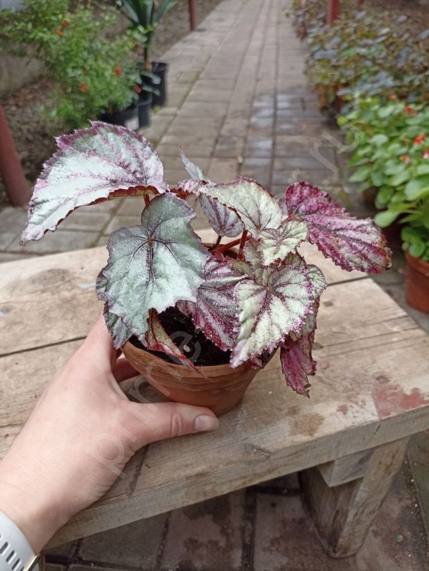 Бегония Рекс Хью Маклахан "Hugh McLaughlin"