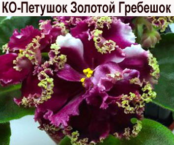 КО-Петушок Золотой Гребешок (О.Кособокова)