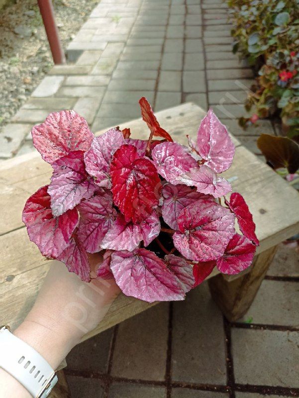 Бегония Инка Файер  "Inca Fire"