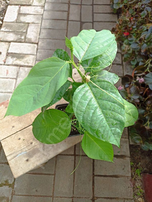 Пассифлора Крылатая (Крупные розовые цветы)