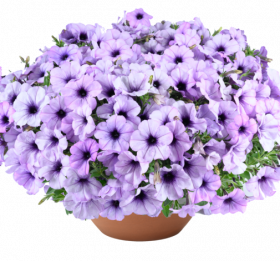 ПЕТУНИЯ CASCADIAS LAVENDER ICE