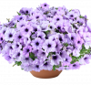 ПЕТУНИЯ CASCADIAS LAVENDER ICE