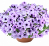 ПЕТУНИЯ CASCADIAS LAVENDER ICE (Я)