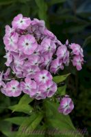 Флокс 'Есения' / Phlox 'Eseniya'
