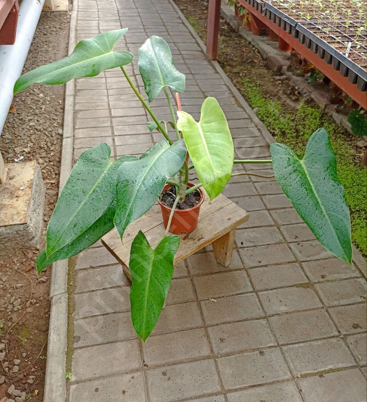 Филодендрон Копьевидный (Philodendron hastatum)