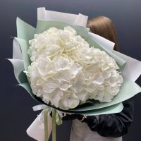 Белая гортензия в упаковке