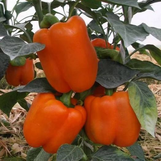 Перец сладкий Оранжевый бык, 50шт семян