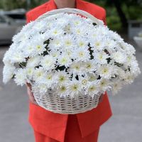 25 белых кустовых хризантем в корзине